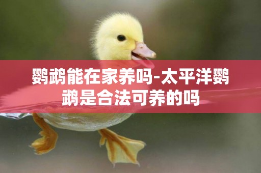 鸚鵡能在家養嗎-太平洋鸚鵡是合法可養的嗎