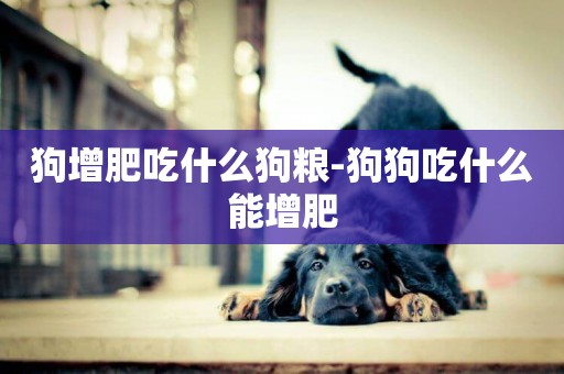 狗增肥吃什么狗糧-狗狗吃什么能增肥