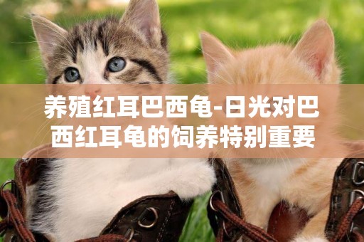 養殖紅耳巴西龜-日光對巴西紅耳龜的飼養特別重要