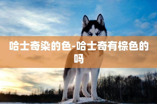哈士奇染的色-哈士奇有棕色的嗎