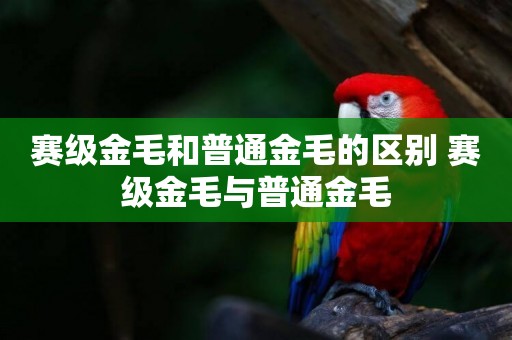 賽級金毛和普通金毛的區別 賽級金毛與普通金毛