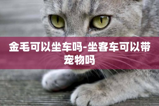 金毛可以坐車嗎-坐客車可以帶寵物嗎