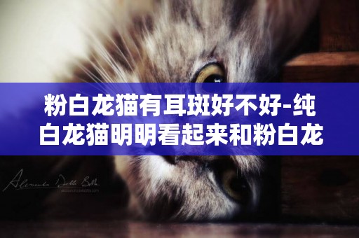 粉白龍貓有耳斑好不好-純白龍貓明明看起來和粉白龍貓差不多