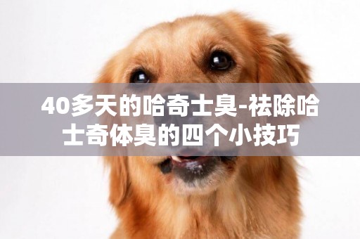40多天的哈奇士臭-祛除哈士奇體臭的四個小技巧