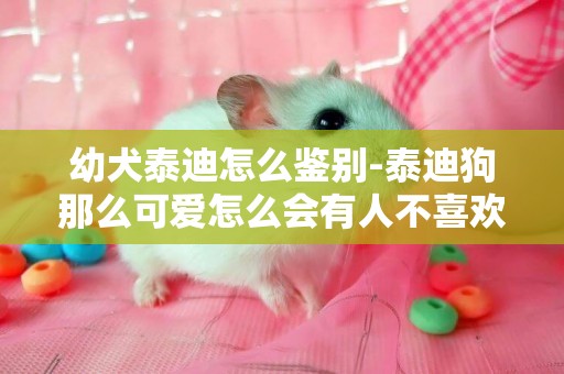 幼犬泰迪怎么鑒別-泰迪狗那么可愛怎么會有人不喜歡