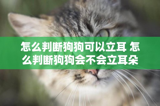 怎么判斷狗狗可以立耳 怎么判斷狗狗會不會立耳朵