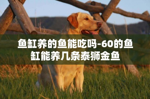 魚缸養的魚能吃嗎-60的魚缸能養幾條泰獅金魚