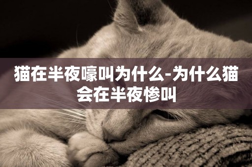 貓在半夜嚎叫為什么-為什么貓會在半夜慘叫
