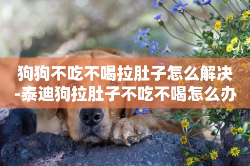 狗狗不吃不喝拉肚子怎么解決-泰迪狗拉肚子不吃不喝怎么辦