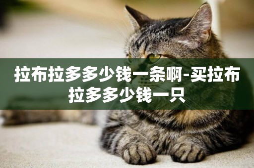 拉布拉多多少錢一條啊-買拉布拉多多少錢一只