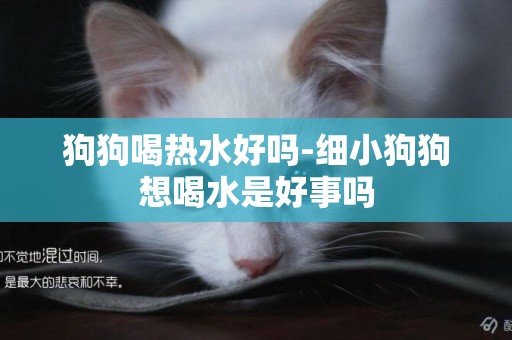 狗狗喝熱水好嗎-細小狗狗想喝水是好事嗎