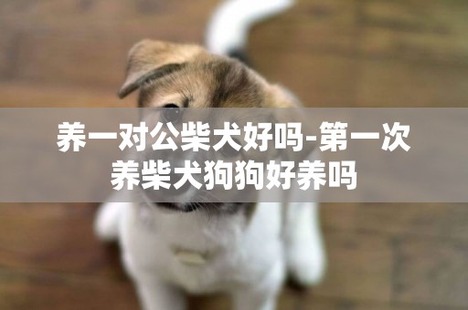 養一對公柴犬好嗎-第一次養柴犬狗狗好養嗎
