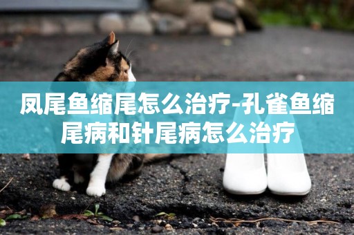 鳳尾魚縮尾怎么治療-孔雀魚縮尾病和針尾病怎么治療