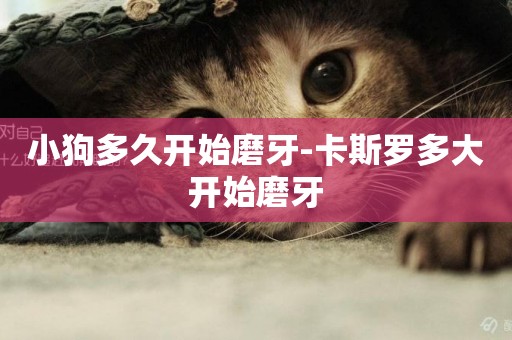 小狗多久開始磨牙-卡斯羅多大開始磨牙