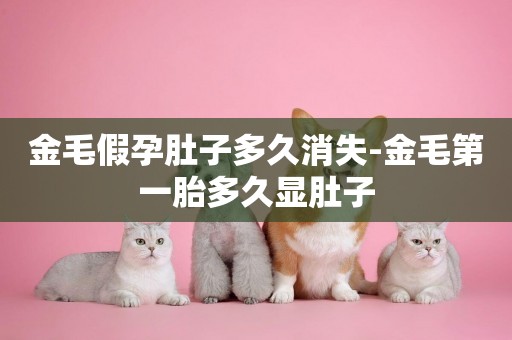 金毛假孕肚子多久消失-金毛第一胎多久顯肚子