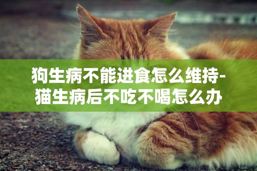 狗生病不能進食怎么維持-貓生病后不吃不喝怎么辦