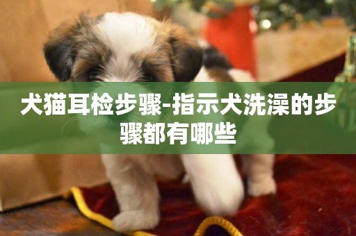 犬貓耳檢步驟-指示犬洗澡的步驟都有哪些