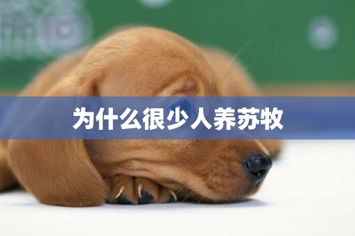 為什么很少人養蘇牧
