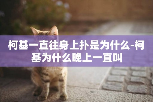 柯基一直往身上撲是為什么-柯基為什么晚上一直叫