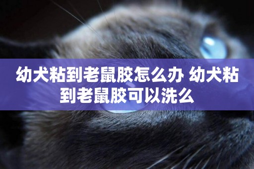 幼犬粘到老鼠膠怎么辦 幼犬粘到老鼠膠可以洗么