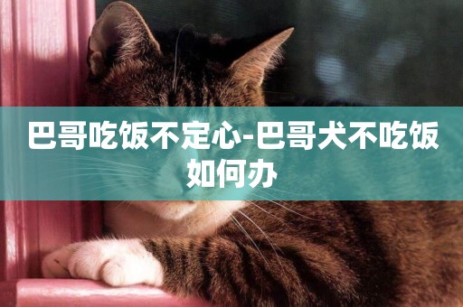 巴哥吃飯不定心-巴哥犬不吃飯如何辦