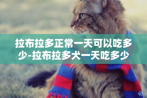 拉布拉多正常一天可以吃多少-拉布拉多犬一天吃多少