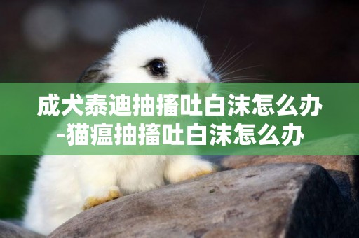 成犬泰迪抽搐吐白沫怎么辦-貓瘟抽搐吐白沫怎么辦