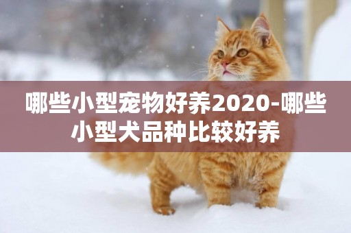 哪些小型寵物好養2020-哪些小型犬品種比較好養