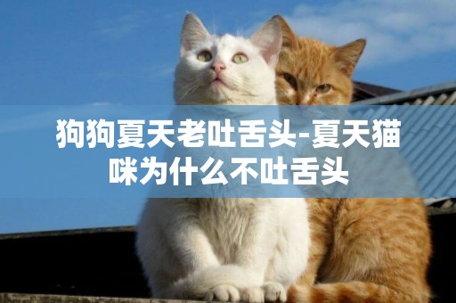 狗狗夏天老吐舌頭-夏天貓咪為什么不吐舌頭