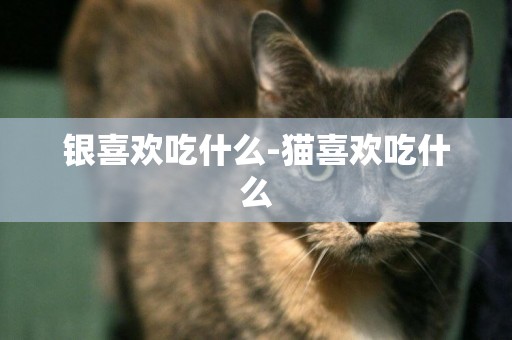 銀喜歡吃什么-貓喜歡吃什么