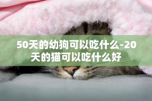 50天的幼狗可以吃什么-20天的貓可以吃什么好
