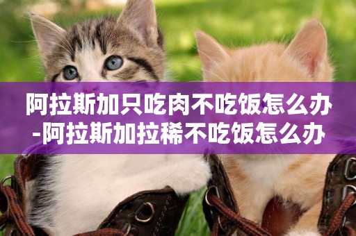 阿拉斯加只吃肉不吃飯怎么辦-阿拉斯加拉稀不吃飯怎么辦