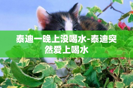 泰迪一晚上沒喝水-泰迪突然愛上喝水