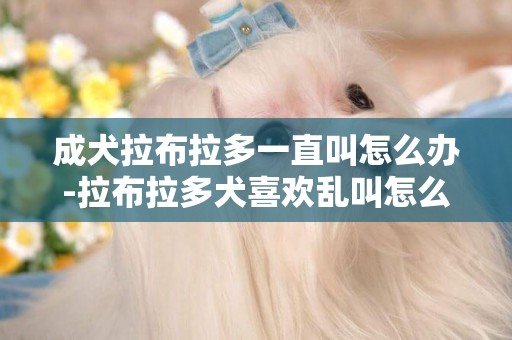 成犬拉布拉多一直叫怎么辦-拉布拉多犬喜歡亂叫怎么辦