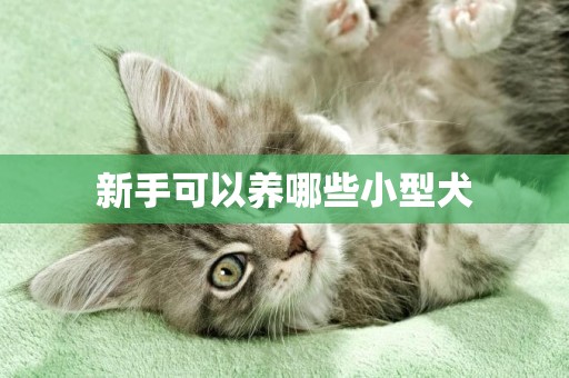 新手可以養哪些小型犬