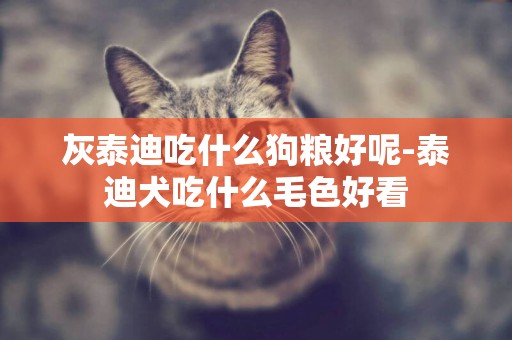 灰泰迪吃什么狗糧好呢-泰迪犬吃什么毛色好看