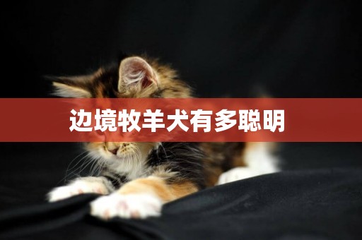 邊境牧羊犬有多聰明 