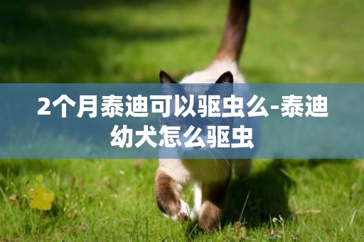 2個月泰迪可以驅蟲么-泰迪幼犬怎么驅蟲