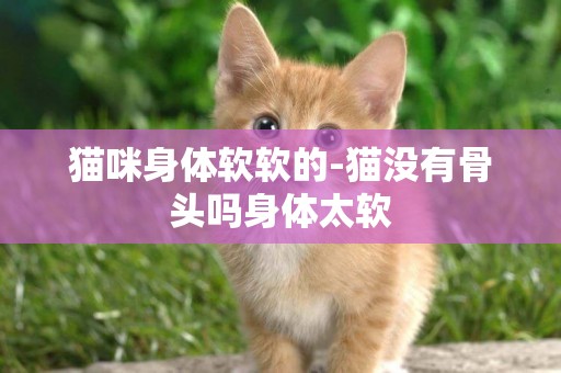 貓咪身體軟軟的-貓沒有骨頭嗎身體太軟
