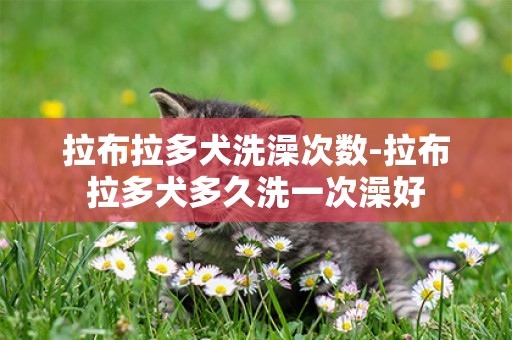 拉布拉多犬洗澡次數-拉布拉多犬多久洗一次澡好