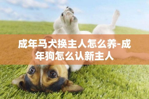 成年馬犬換主人怎么養-成年狗怎么認新主人