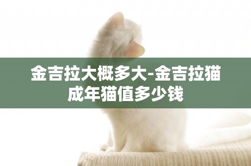 金吉拉大概多大-金吉拉貓成年貓值多少錢