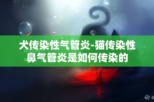 犬傳染性氣管炎-貓傳染性鼻氣管炎是如何傳染的