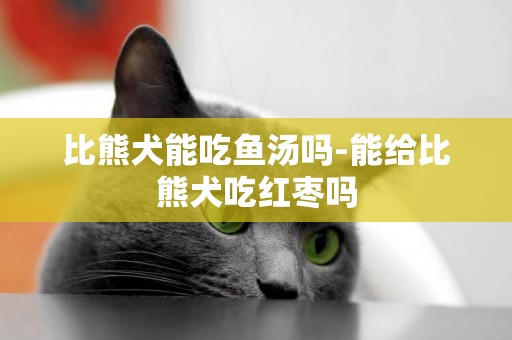 比熊犬能吃魚湯嗎-能給比熊犬吃紅棗嗎