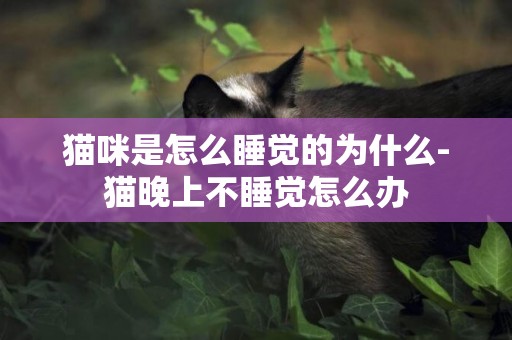 貓咪是怎么睡覺的為什么-貓晚上不睡覺怎么辦