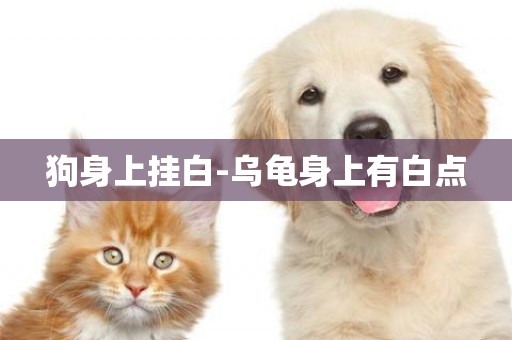 狗身上掛白-烏龜身上有白點