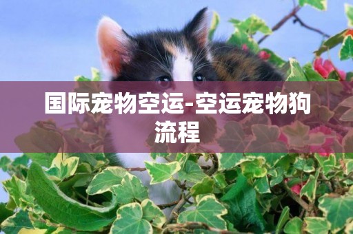 國際寵物空運-空運寵物狗流程