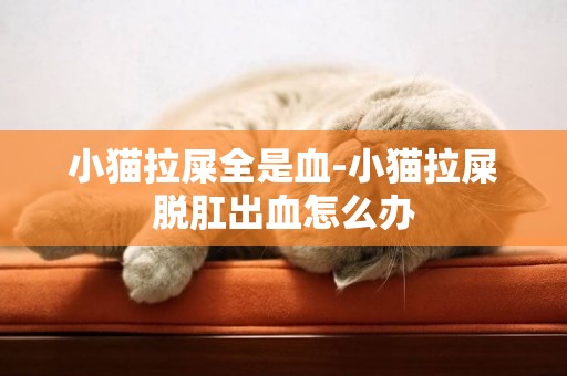 小貓拉屎全是血-小貓拉屎脫肛出血怎么辦