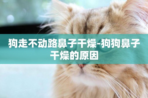 狗走不動路鼻子干燥-狗狗鼻子干燥的原因