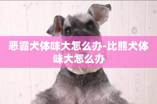 惡霸犬體味大怎么辦-比熊犬體味大怎么辦